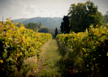 Strolls and hikes through the vineyard - Vignerons Indépendants