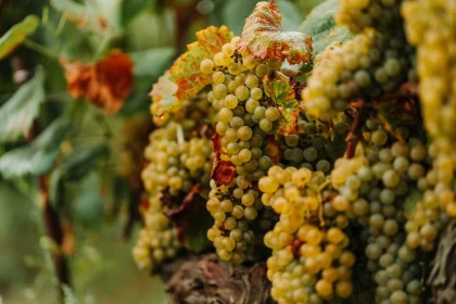 Atelier immersif viticole - Vignerons Indépendants