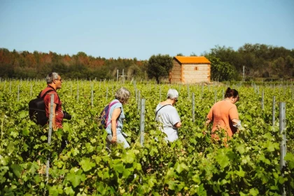 Balade des sens - Vignerons Indépendants