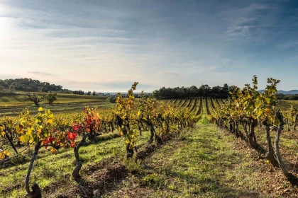 Balade entre vignes et mer - Vignerons Indépendants