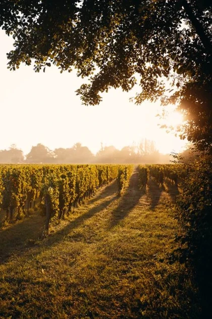 Balade vigneronne 5 km – Slow tourisme avec La Bulle Verte - Vignerons Indépendants