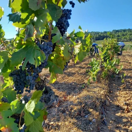 Chateau Maylandie - Vignerons Indépendants