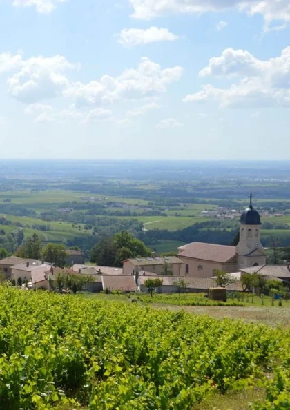 Domaine Christophe Savoye - app.name