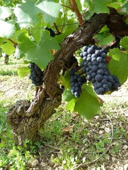  - Vignerons Indépendants