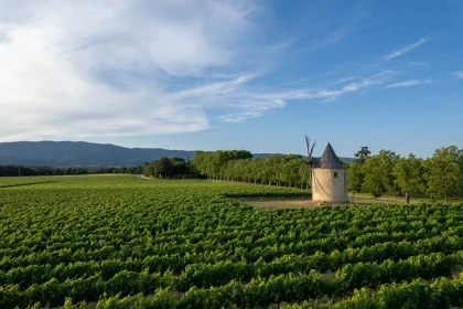 From the Vine to the Glass - Vignerons Indépendants