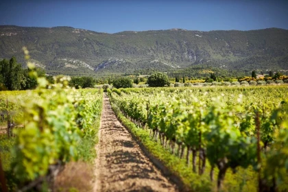 From the Vine to the Glass - Vignerons Indépendants