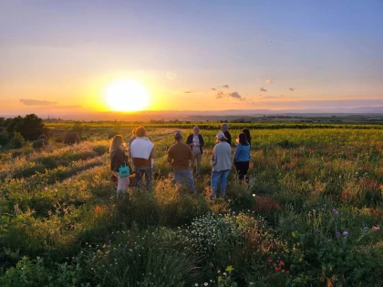 Golden Hour au Domaine (stroll through the vineyards, visit and tasting) - Vignerons Indépendants