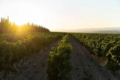 Golden Hour au Domaine (stroll through the vineyards, visit and tasting) - Vignerons Indépendants