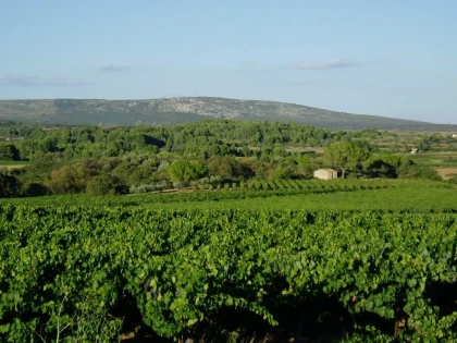  - Vignerons Indépendants