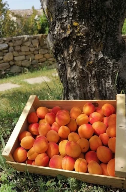 Panier Pique-Nique pour 4 personnes - Vignerons Indépendants