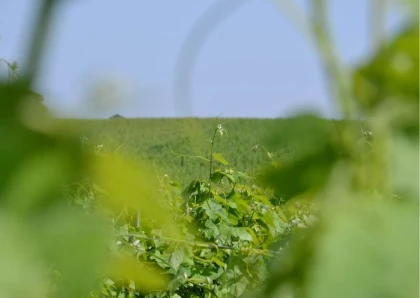 Racines Gaillacoises : Rencontre des cépages anciens - Vignerons Indépendants