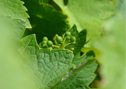Racines Gaillacoises : Rencontre des cépages anciens - Vignerons Indépendants