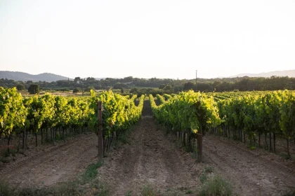 Secrets de la Vigne - Vignerons Indépendants