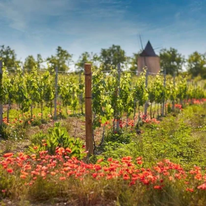 Secrets of the Vines - Vignerons Indépendants