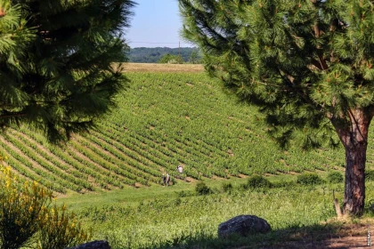 LES JEUDI DE L ETE AU DOMAINE : UN VOYAGE EN 3 ETAPES - Vignerons Indépendants