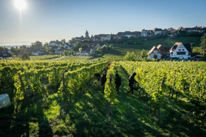Harvester for a Day - Vignerons Indépendants