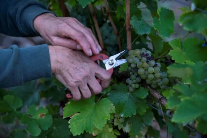 Harvester for a Day - Vignerons Indépendants