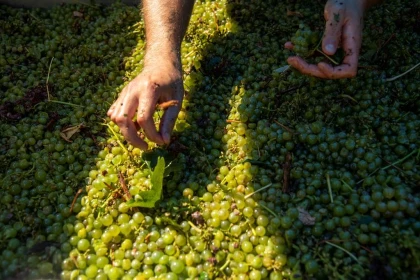 Harvester for a Day - Vignerons Indépendants