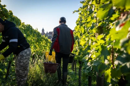 Harvester for a Day - Vignerons Indépendants