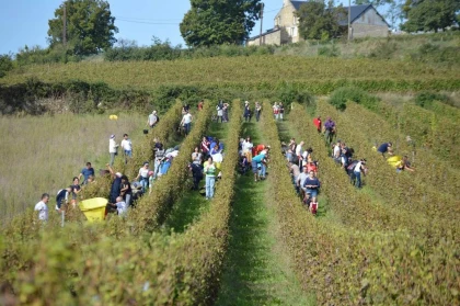 Vendangeur demi-journée le  27 Septembre 2025 - Vignerons Indépendants