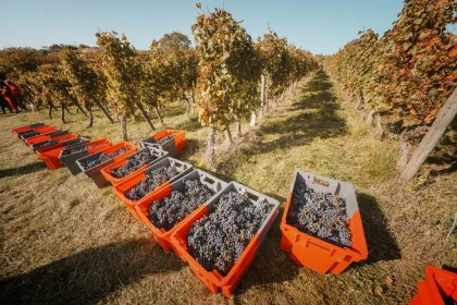 Vendangeur demi-journée le  27 Septembre 2025 - Vignerons Indépendants
