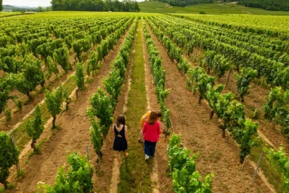 Classic tour and tasting - English - Vignerons Indépendants