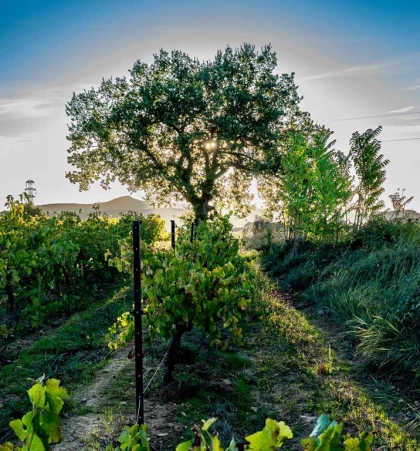 OENOBALADE DE VENEJAN - Vignerons Indépendants