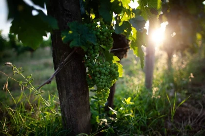 Visite et Dégustation de 3 vins - Vignerons Indépendants