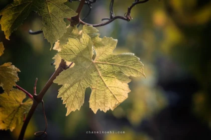 Adopte ton cep - app.name