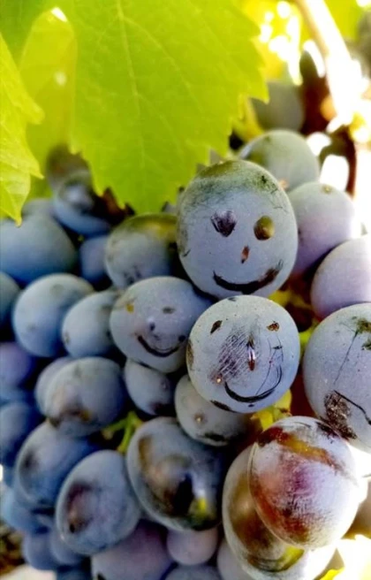 Balade entre vignes et mer - Vignerons Indépendants
