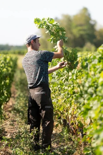 Balade immersive dans les vignes de Jouvente - Vignerons Indépendants