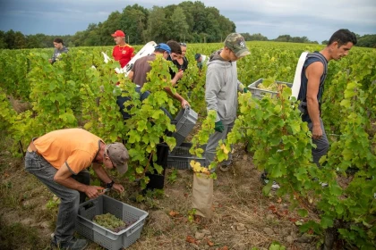 Harvester for a Day - Vignerons Indépendants
