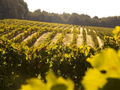 Visite de notre Domaine Viticole Familial - app.name