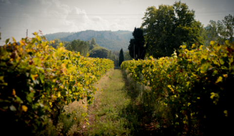 Strolls and hikes through the vineyard - Vignerons Indépendants