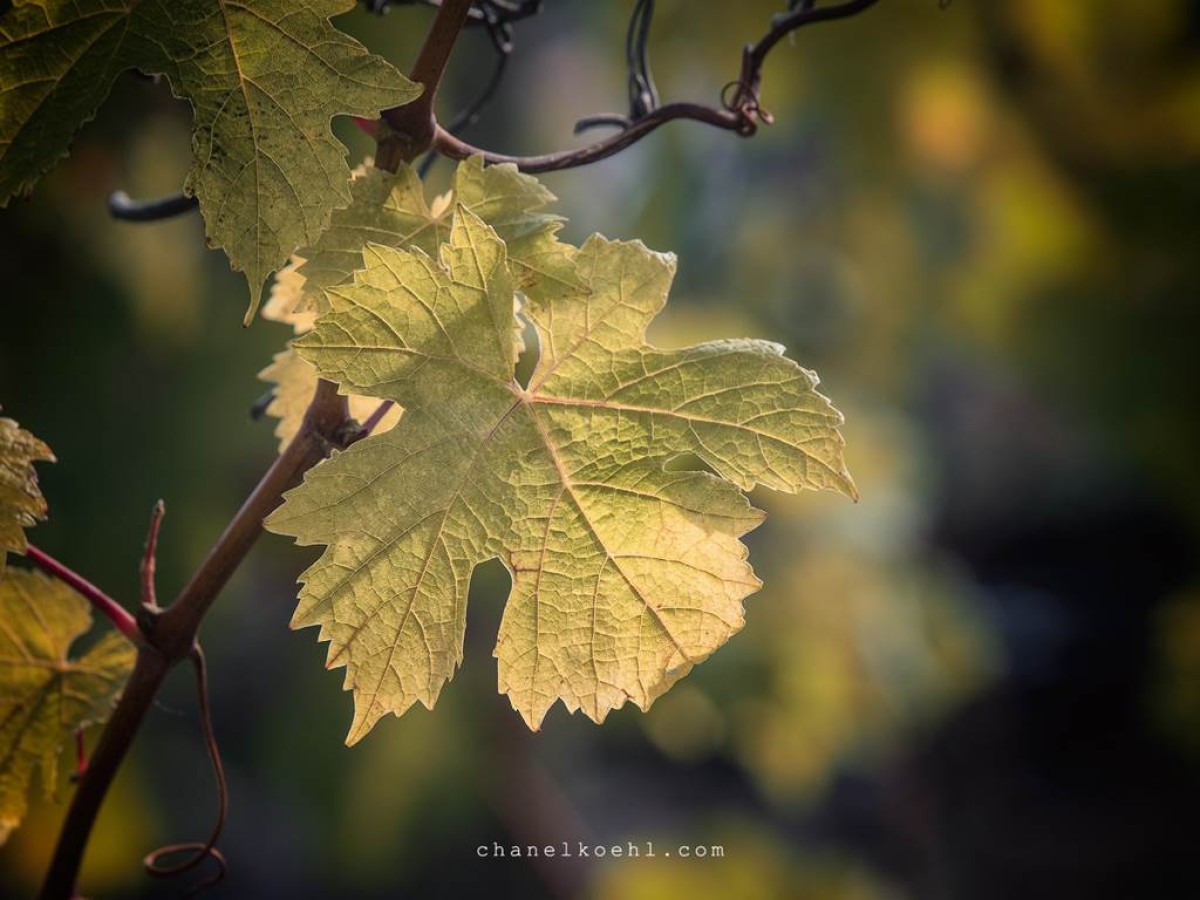 Adopte ton cep - Vignerons Indépendants