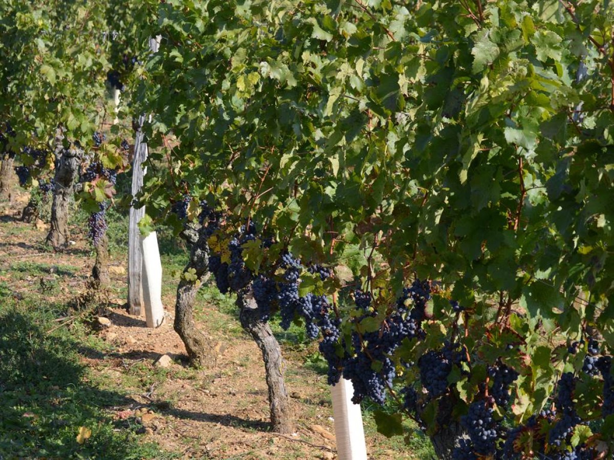 Adopte ton cep - Vignerons Indépendants