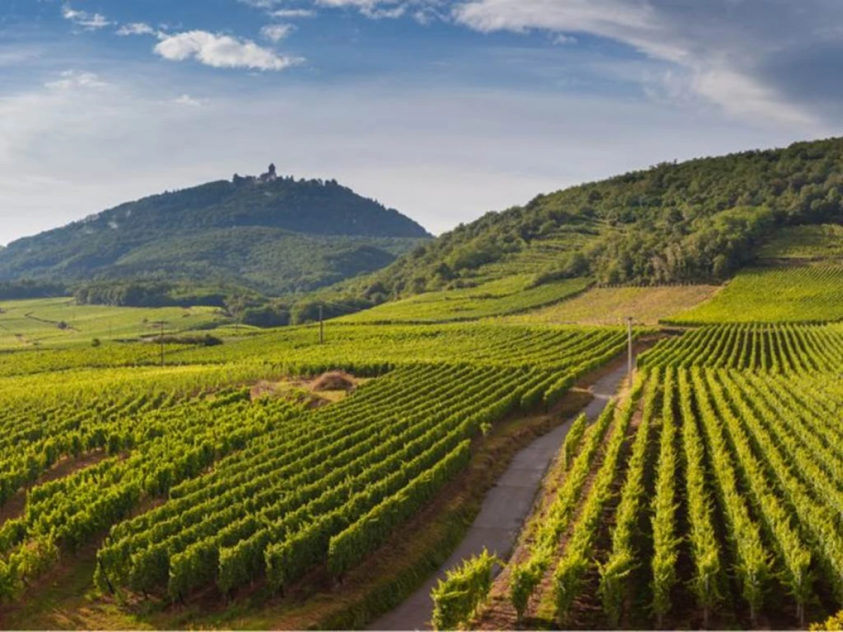 Apéro gourmand du 25 juillet - Que notre Alsace est belle! - Vignerons Indépendants
