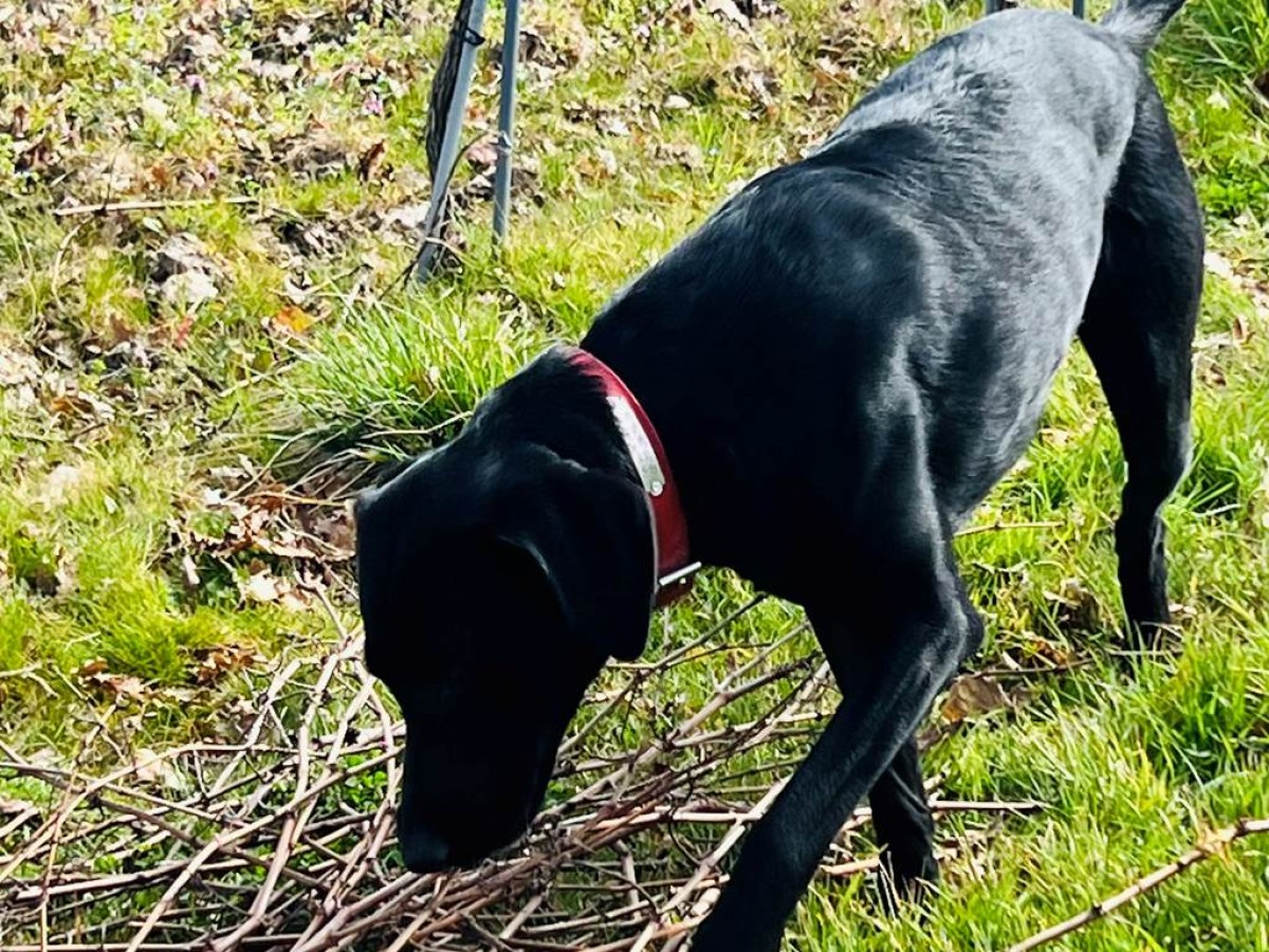 Independent Winegrowers Picnic - Vignerons Indépendants