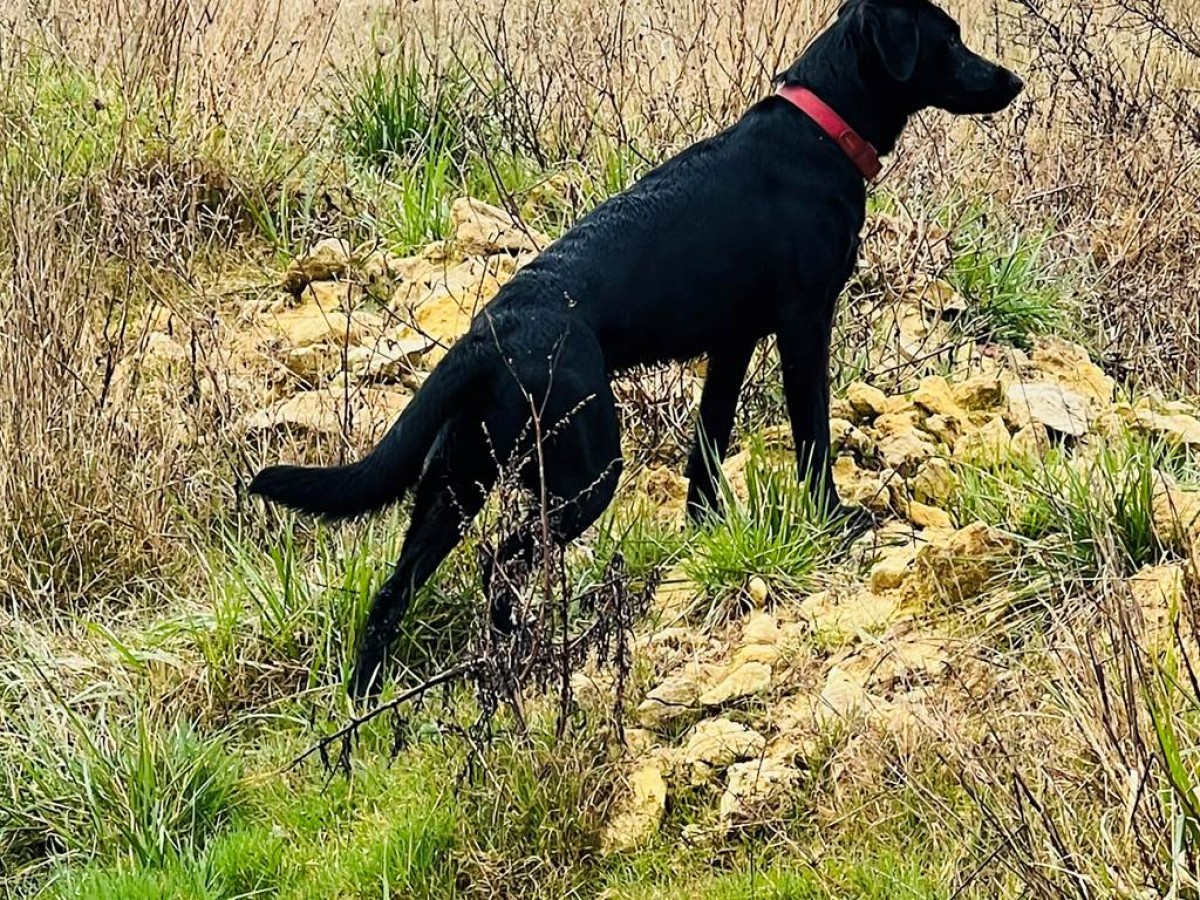 Independent Winegrowers Picnic - Vignerons Indépendants