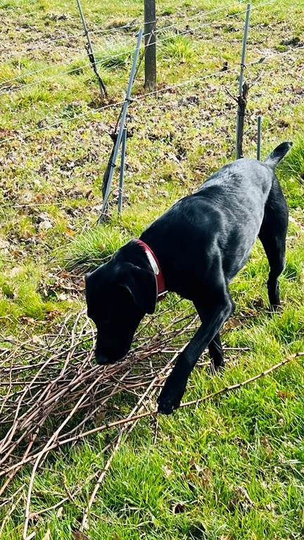 Independent Winegrowers Picnic - Vignerons Indépendants
