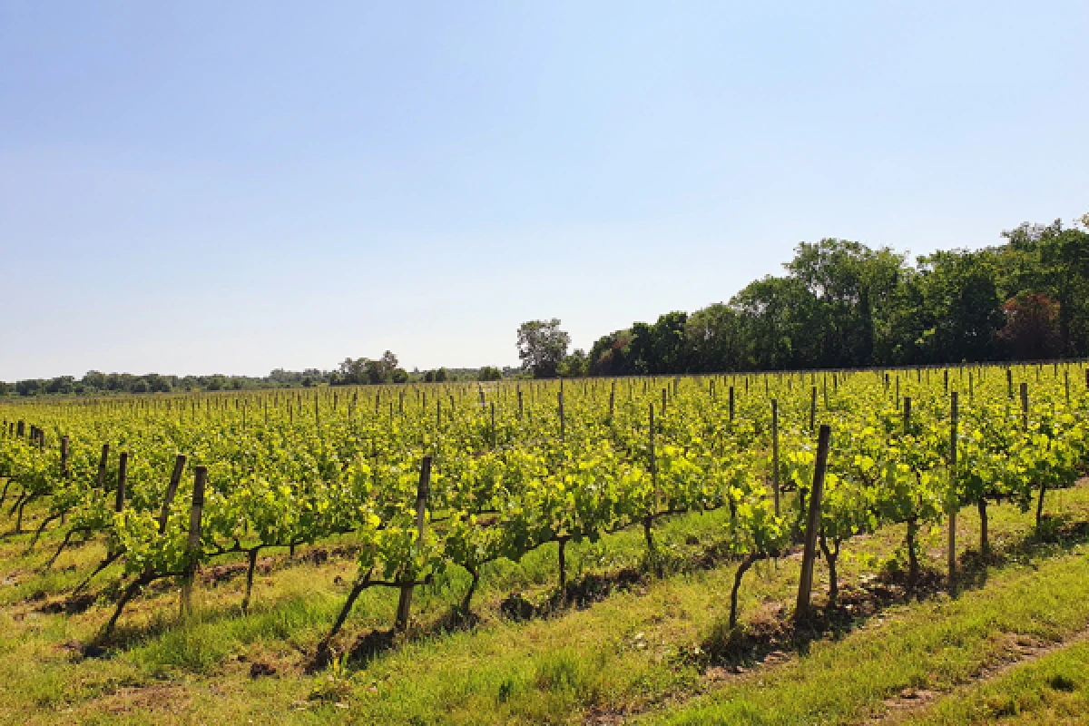 Atelier assemblage - Vignerons Indépendants