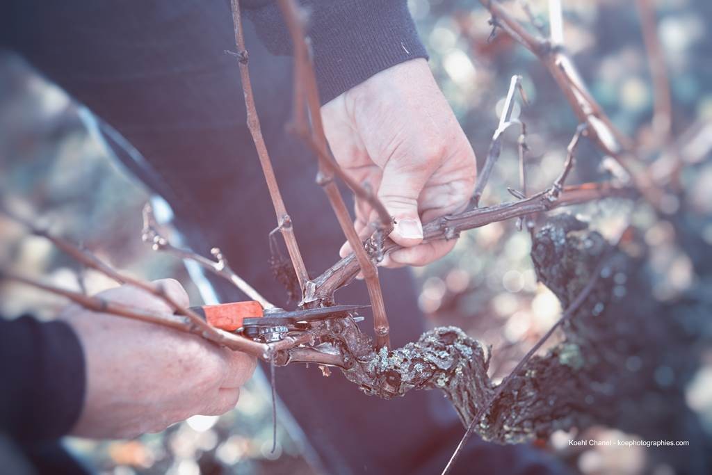 Atelier découverte de la taille - Vignerons Indépendants