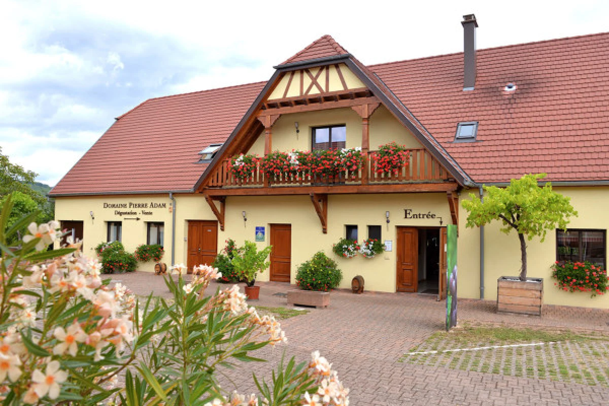 Alsace Wine Experience: Guided Tasting & Cellar Tour - Vignerons Indépendants