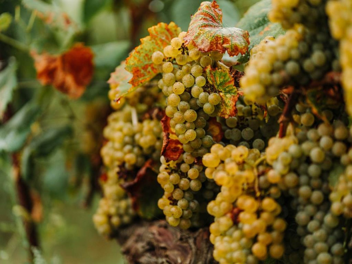 Atelier immersif viticole - Vignerons Indépendants