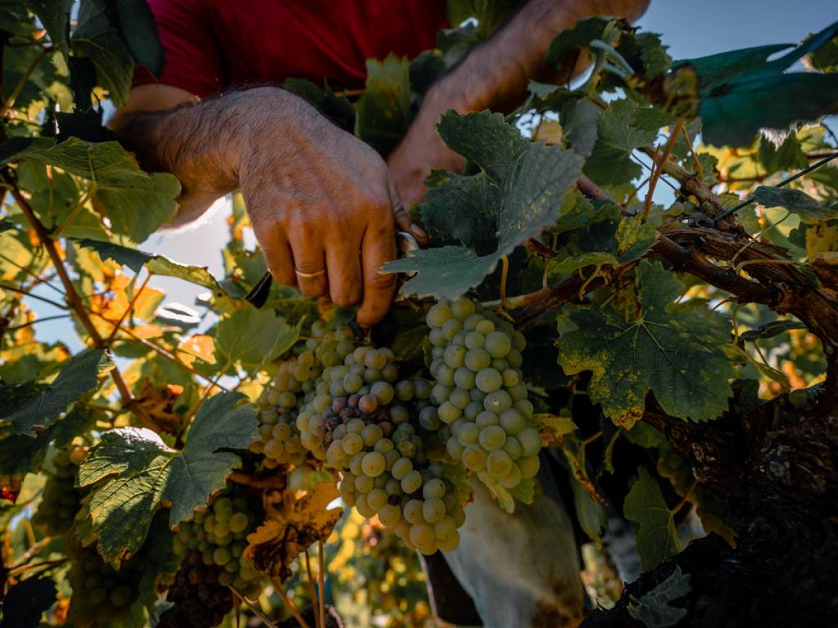 Atelier immersif viticole - Vignerons Indépendants