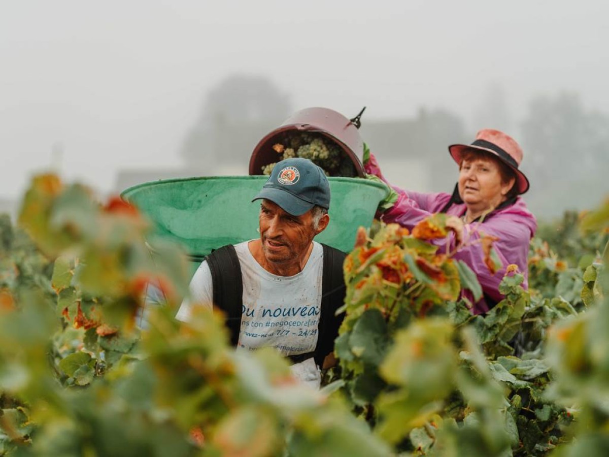 Atelier immersif viticole - Vignerons Indépendants