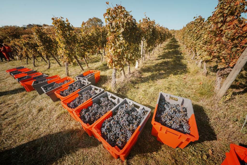 Vendangeur demi-journée le  5 octobre 2024 - Vignerons Indépendants