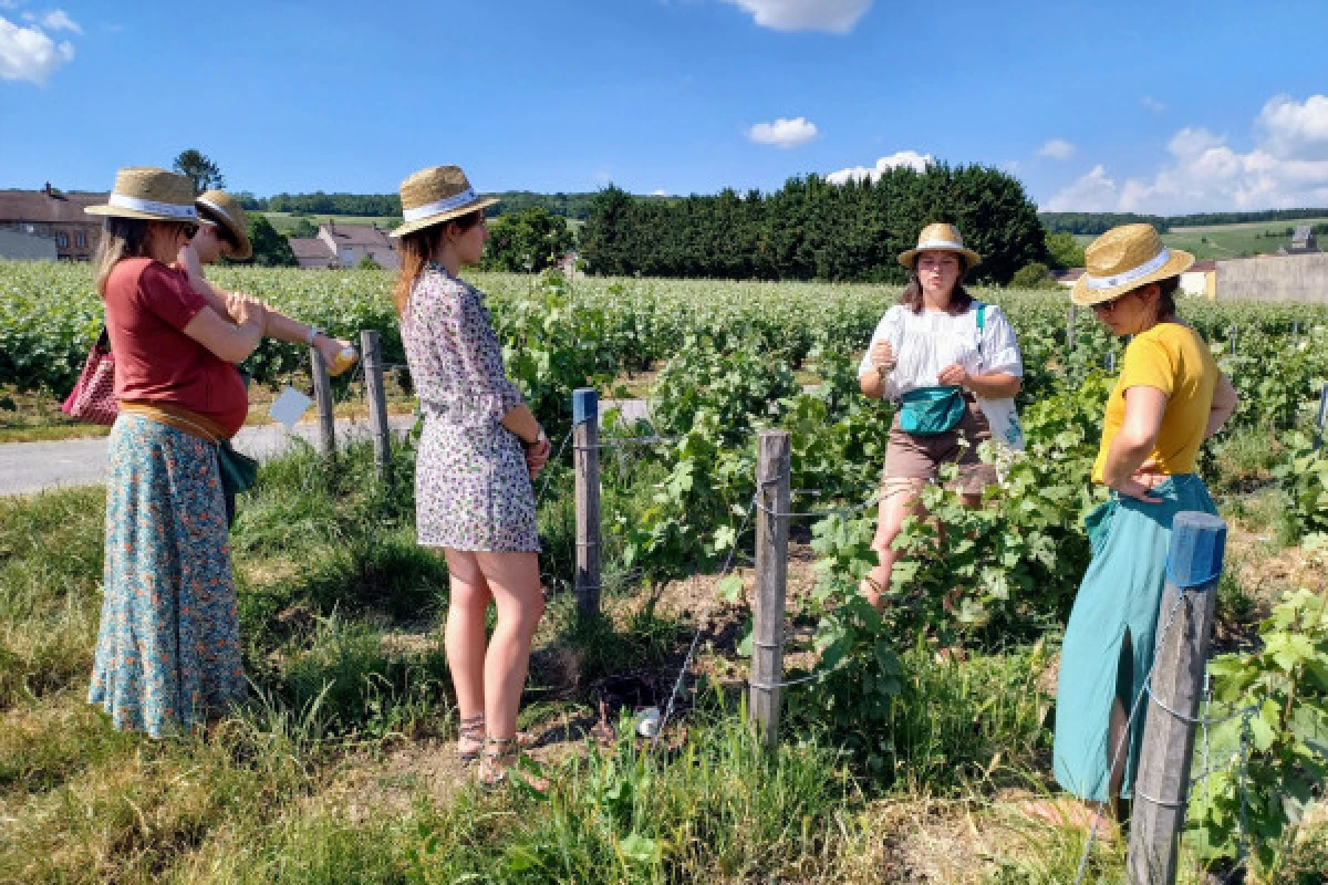 Vine Workshop - Introduction to lifting/tying - Vignerons Indépendants