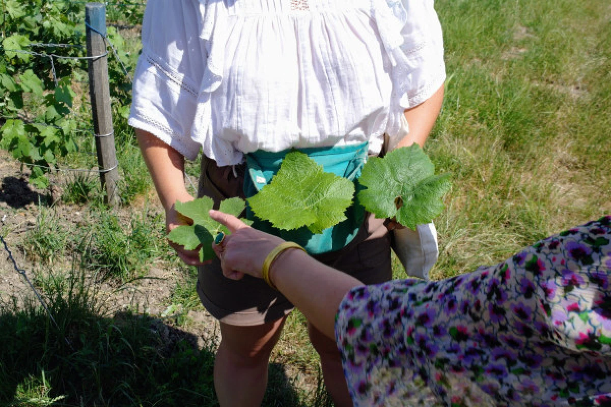 Vine Workshop - Introduction to lifting/tying - Vignerons Indépendants