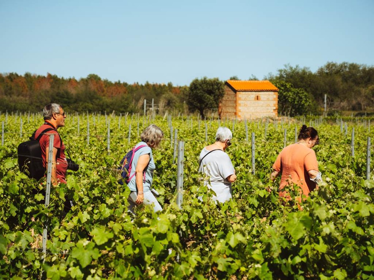 Balade des sens - Vignerons Indépendants